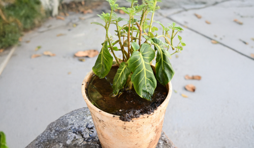 UPM expert warns against overwatering plants before festive travel